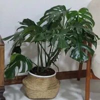 گل مونتسرا