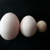 تخم مرغ دوزرده رسمی