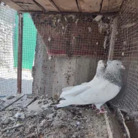 یک جفت کله ای و دوتا سبز ماده