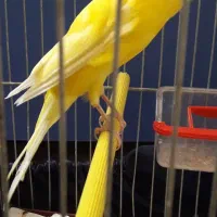 قناری رسمی بلند، سوپر بلند نر، سهره نر وماده مست