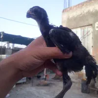 جوجه لاری نوک طوطی