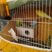 مرغ عشق|پرنده|سربیشه, |دیوار