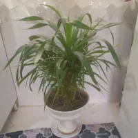 گل پاندانوس ابلق