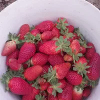 توت فرنگی ارگانیک و تازه چین