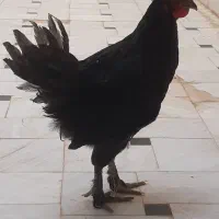 خروس و مرغ سیاه