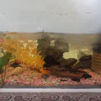 آکواریوم با وسایل