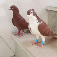 کفتر