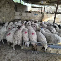عرضه بهترین گوسفند زنده نرینه گوشتی قلم آبی سالم