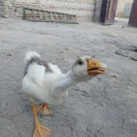 فروش غاز ۲ ماهه  یک میلیون دویست