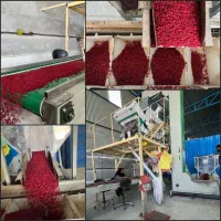 استخدام نیرو در کارخانه زرشک