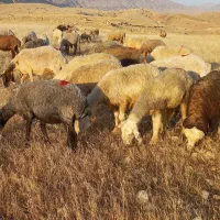 میش گوسفند
