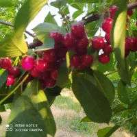 آلبالو گیلاسی