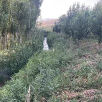 نیازمند چوپان برای گوسفند