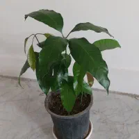 نهال انبه