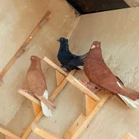 ۳ کفتر ماده دم سفید زرد سرخ سیاه شمک تخت بی عیب