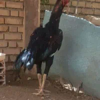 خروس لاری اوشامو