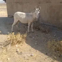 خرگله ای