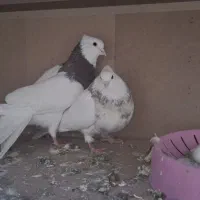 کفتر کبوتر طوقی