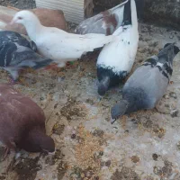 کبوتر کفتر آلمانی صید