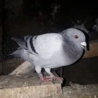 کبوتر