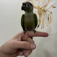 طوطی گرینچیک رام دستی سخنگو