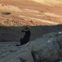 شکاری چوله بشرط پیداکن