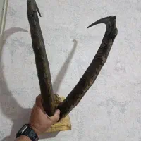 شاخ کلکسیونی با جمجمه