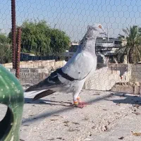 فروش کبوتر