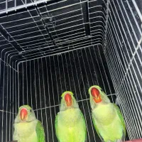 ۳عددشاه طوطی نر سخنگو
