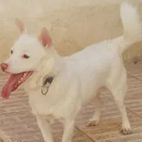 سگ پاکوتاه نژاد اشپیتز آلمان