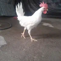 هشت عدد خروس ۴ماهه