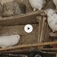 کبوتر گرفتنی