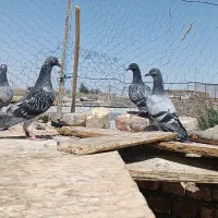 جوجه نر