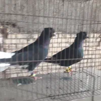 کبوتراشعل