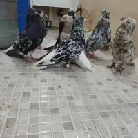 دم سفید