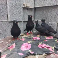 کفتر زاغ چشم نوک سفید با جوجه هاشون