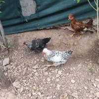 جوجه رسمی