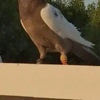 جوجه قناری و کبوتر