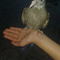 کبوتر