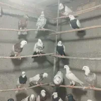 پرنده