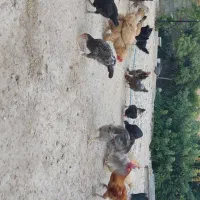 مرغ و خروس  مرغ و خروس برهما مرغ شاخدار اردک غاز