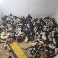 جوجه گلین