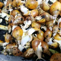 حلزون آلبینو درمانی