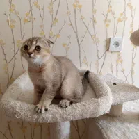 بچه گربه اسکاتیش اصیل