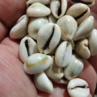 صدف اقیانوسی