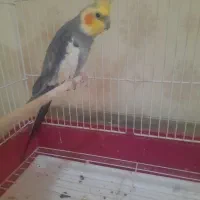 عروس هلندی با قفس و لوازم