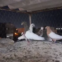 یک چخ هدو۲۰تا کفتر