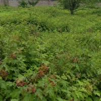 زمین مسکونی در شهر توریستی کومله