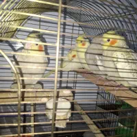 جوجه عروس هلندی رنگای مختلف.اولین تخمهای پرنده هام