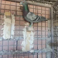 کبوتر|پرنده|کرمان, |دیوار